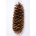 SUGAR PINE CONE NATURAL 9"-14"-